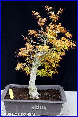 Japanese Katsura maple specimen bonsai tree #30