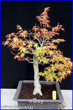 Japanese Katsura maple specimen bonsai tree #30