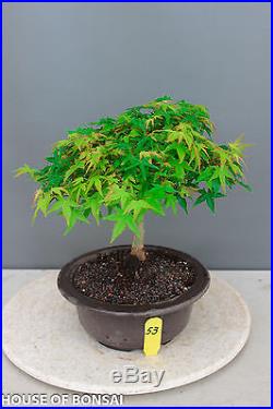Japanese Kiyohime ' Little Princess ' speciment bonsai tree #53