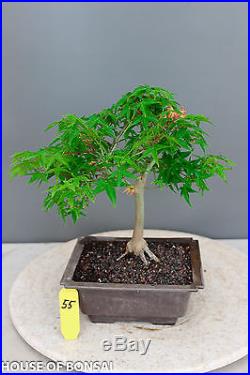 Japanese Kiyohime' Little Princess' speciment bonsai tree #55