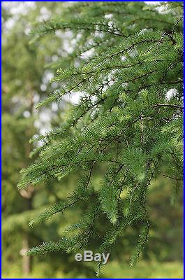 Japanese Larch, Larix leptolepis, Tree Seeds, Fall Colors! (Larix kaempferi)