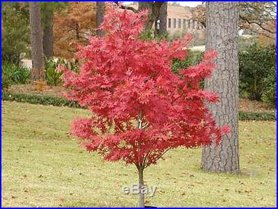 Japanese Maple, Acer palmatum, Tree Seeds (Fall Colors)