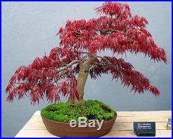 Japanese Maple Artropurpureum Acer palmatum bonsai tree seeds