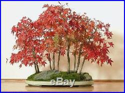 Japanese Maple Artropurpureum Acer palmatum bonsai tree seeds