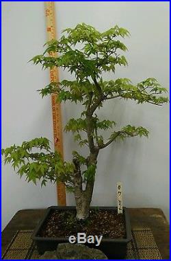 Japanese Maple Bonsai #316-5