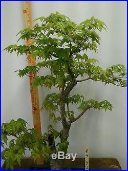 Japanese Maple Bonsai #316-5
