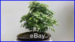 Japanese Maple Bonsai 5 Tree Group / Forest