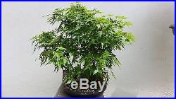 Japanese Maple Bonsai 5 Tree Group / Forest