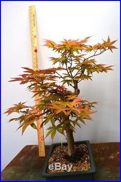 Japanese Maple Bonsai Tree #343