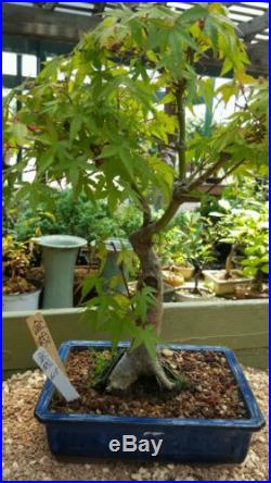 Japanese Maple Bonsai Tree #615