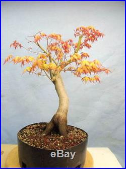 Japanese Maple Bonsai Tree High Quality Stock Great Movement! Like trident