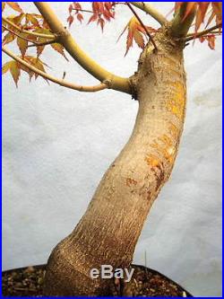 Japanese Maple Bonsai Tree High Quality Stock Great Movement! Like trident