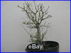 Japanese Maple Bonsai! Twin trunk tree Rough bark Will be spectacular