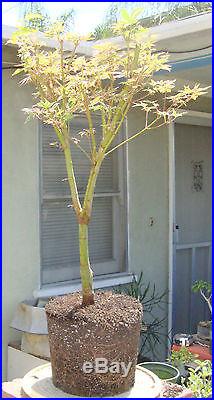 Japanese Maple Butterfly Pre Bonsai Dwarf Fat Big Large Trunk Variegated Acer