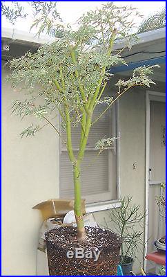 Japanese Maple Butterfly Pre Bonsai Dwarf Fat Big Large Trunk Variegated Acer