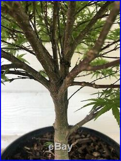 Japanese Maple Pre Bonsai Tree