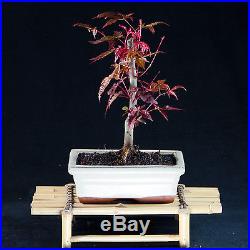 Japanese Maple Shohin Bonsai Tree Acer Palmatum # 9297_1