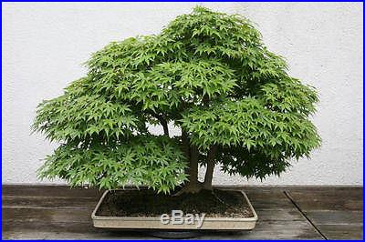 Japanese Maple Tree, Excellent outdoor Bonsai