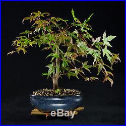 Japanese Maple Weeping Style Shohin Bonsai Tree Acer Palmatum # 9567_1