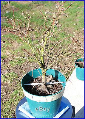 Japanese Maple pre-bonsai 1