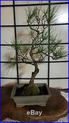 Japanese Mikawa Black Pine Estimated 14 Years Old