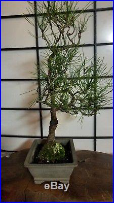 Japanese Mikawa Black Pine Estimated 14 Years Old