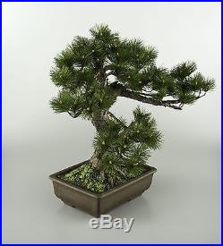 Japanese Miniature Tree-BONSAI-Artificial-Phoenix Bonsai-Japan traditional art