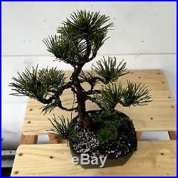 Japanese Mountain Pine Bonsai Tree In Japanese Ceramic 20 Year Nice Trunk