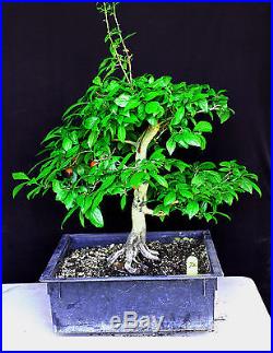 Japanese Princess Persimmon bonsai tree #72