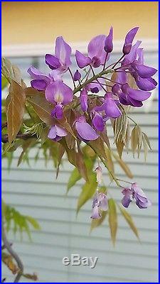 Japanese Purple Wisteria Bonsai Tree, SALE