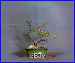 Japanese Quince pre bonsai tree Help me breathe Collection by Samurai-Gardens