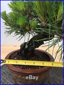 Japanese Red Pine Bonsai Shohin