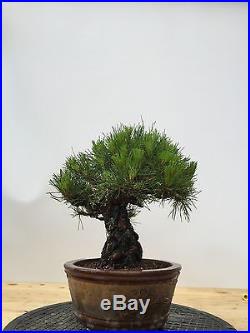 Japanese Red Pine Bonsai Shohin