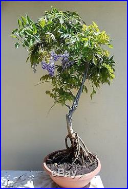 Japanese Royal Purple Wisteria Bonsai Tree, Sale