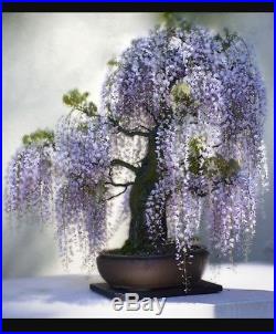 Japanese Royal Purple Wisteria Bonsai Tree, Sale
