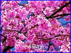 Japanese Sakura (Prunus serrulata) Flowering Cherry Bonsai Tree Seed RARE
