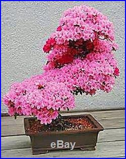 Japanese Sakura (Prunus serrulata) Flowering Cherry Bonsai Tree Seed RARE