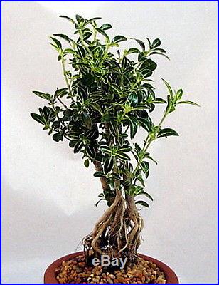 Japanese Serissa Pre-Bonsai Tree 4 Pot Exposed Roots