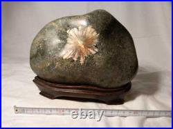 Japanese Suiseki Bonsai Chrysanthemum Stone NEO VALLEY / W21 ×H 15cm 3.9kg