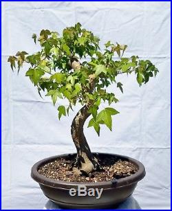 Japanese Trident Maple Bonsai Tree
