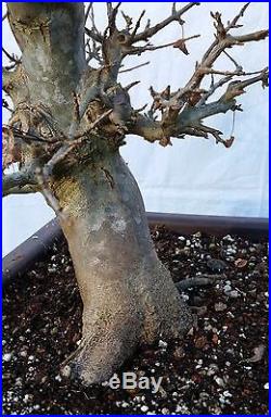 Japanese Trident Maple Bonsai Tree