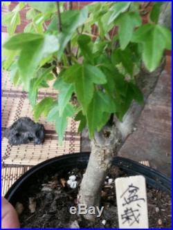 Japanese Trident Maple Bonsai Tree #612
