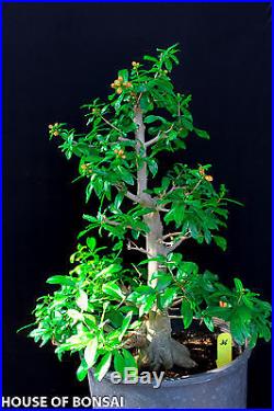 Japanese Twisted pomergranate specimen bonsai tree #36