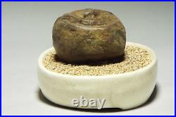 Japanese Vintage Suiseki Water Reservoir Stone / W10×H 7cm, 740g