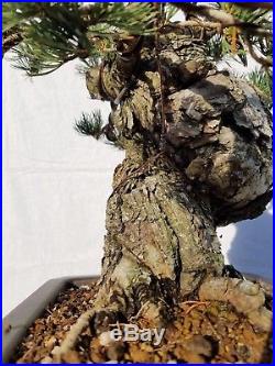 Japanese White Pine Bonsai Tree