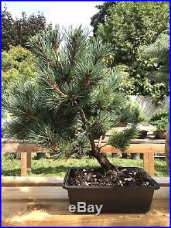 Japanese White Pine Bonsai Tree 14 Year Nice Trunk And Movement