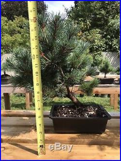 Japanese White Pine Bonsai Tree 14 Year Nice Trunk And Movement