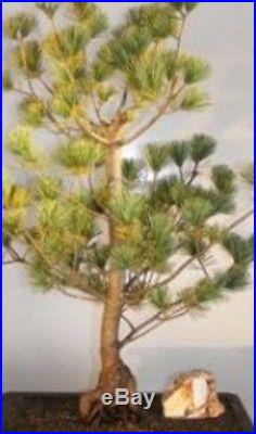 Japanese White Pine Bonsai Tree, 26 Years Old