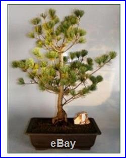 Japanese White Pine Bonsai Tree, 26 Years Old