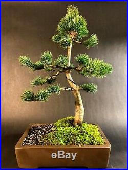 Japanese White Pine Bonsai Tree 30 Years Old 18 Tall Unglazed Pot